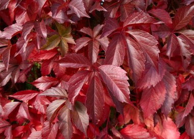 Leaves of red wild grapes. clipart