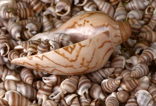 Seashells frame. Good for background. — Stock Photo, Image