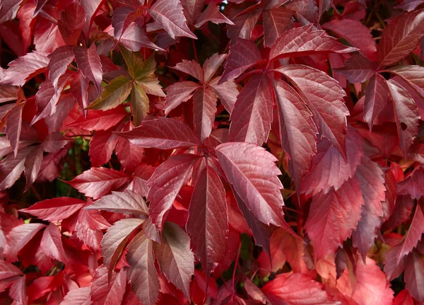红色的野生葡萄的叶子. — 图库照片