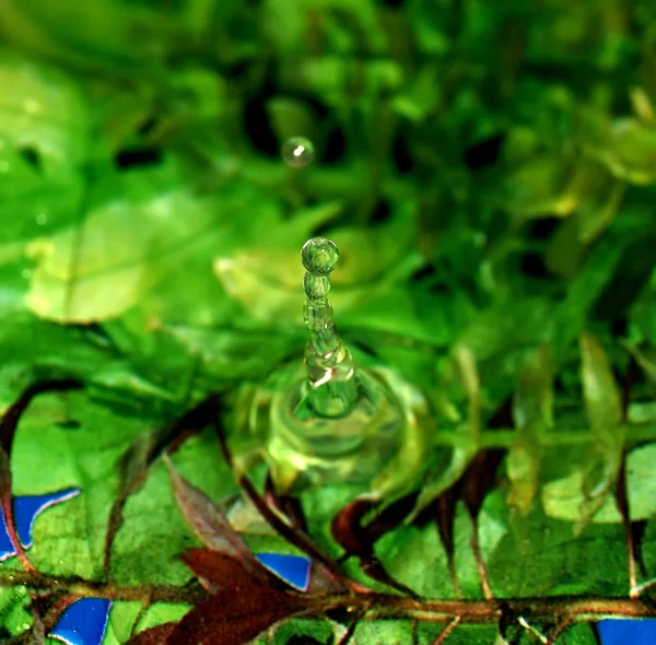 Drop of water against a grass — Stock Photo, Image