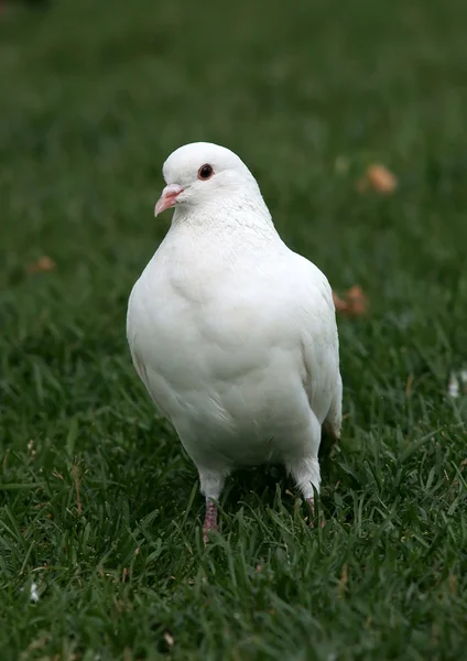 Pombo branco em uma grama verde — Fotografia de Stock