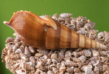 Deniz cockleshell yeşil bir arka plan üzerinde