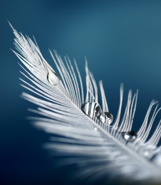 Feather with drops clipart