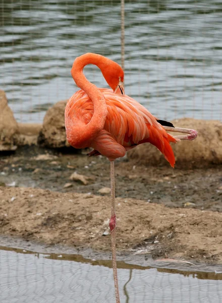 Pembe flamingo. — Stok fotoğraf