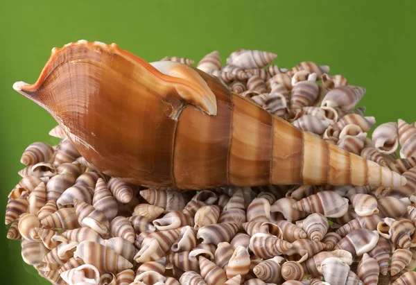 Sea cockleshell on a green background — Stock Photo, Image