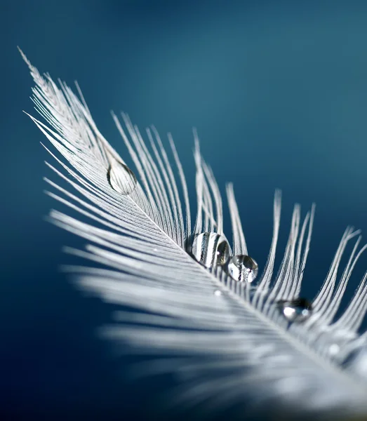 stock image Feather with drops