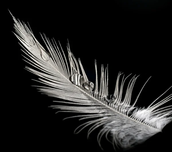 stock image Feather with water drops