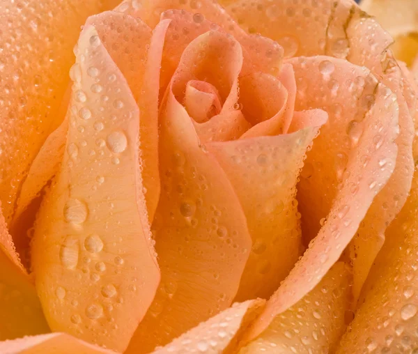 Τριαντάφυλλο με δροσοσταλίδες — Φωτογραφία Αρχείου