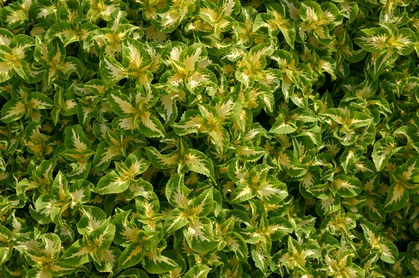 Achtergrond van groene bladeren — Stockfoto