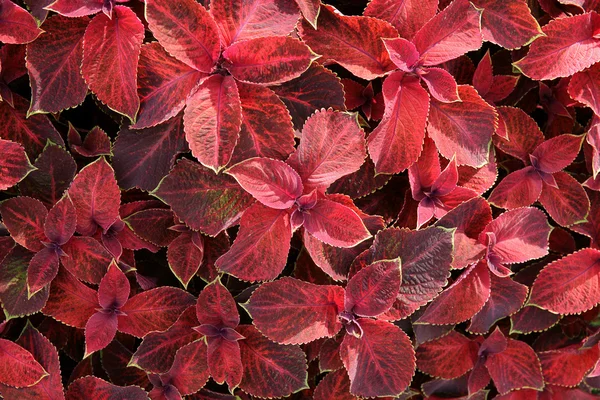 stock image Background from red leaves