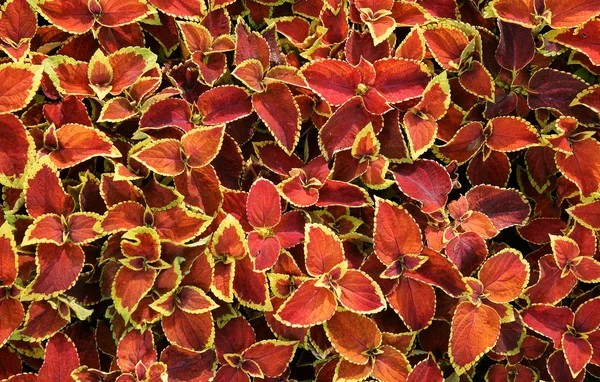 stock image Background from red leaves