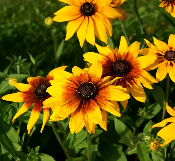 stock image Black-eyed Susan