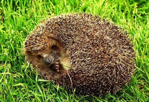 The thick hedgehog on a green grass — Stock Photo, Image