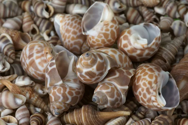 Moldura conchas . — Fotografia de Stock