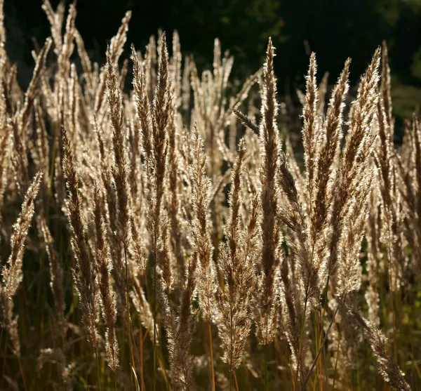 stock image Autumn yellow blade