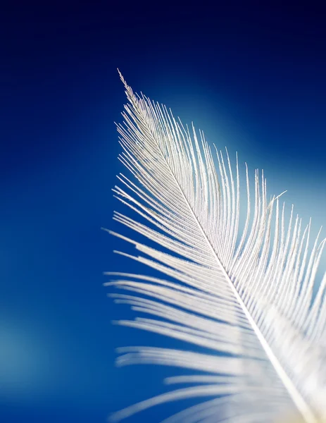 stock image White feather