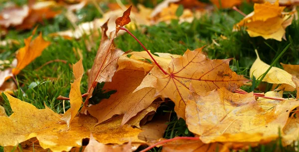 Stock image Autumn leaves on a green grass