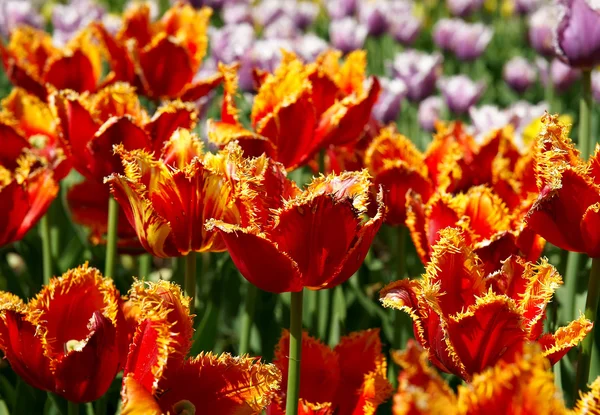 stock image The tulips, blooming in a garden.