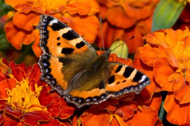 Butterfly sitting on the marigold clipart