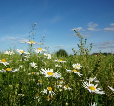 Camomiles