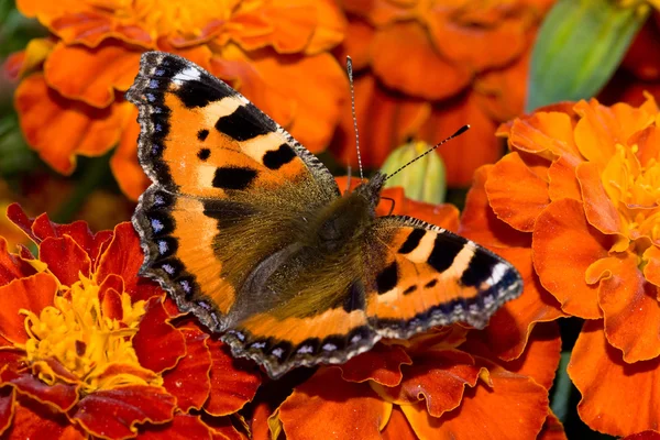 Метелик сидить на чорнобривці — стокове фото