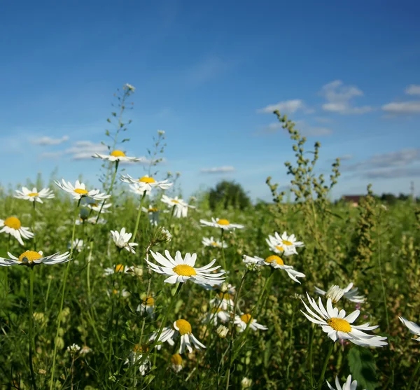 stock image Camomiles