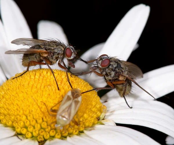 Dos moscas en una manzanilla —  Fotos de Stock