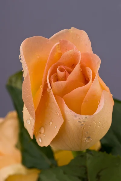 Роза в капли росы — стоковое фото