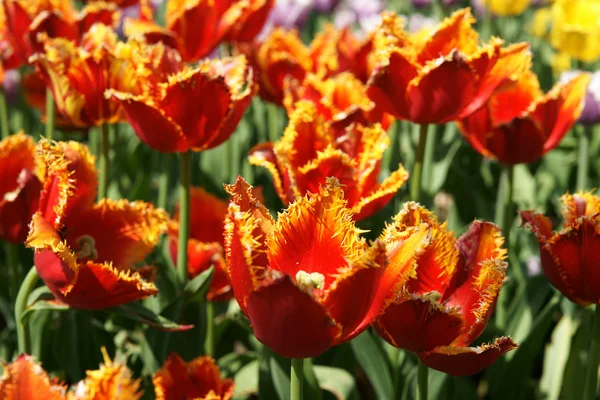 stock image The tulips, blooming in a garden.