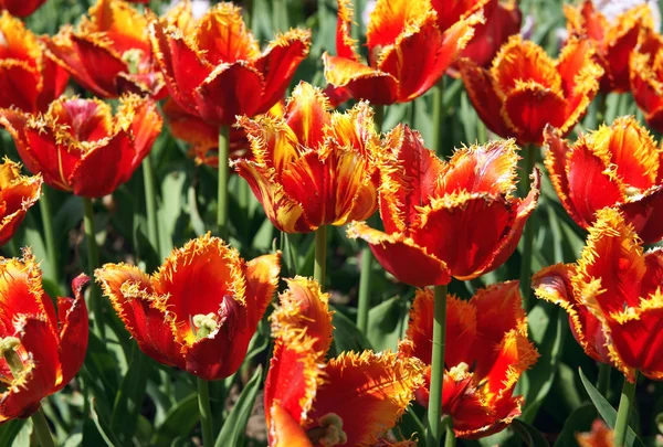 Stock image The tulips, blooming in a garden.