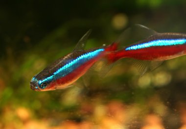 Kova balık Neon