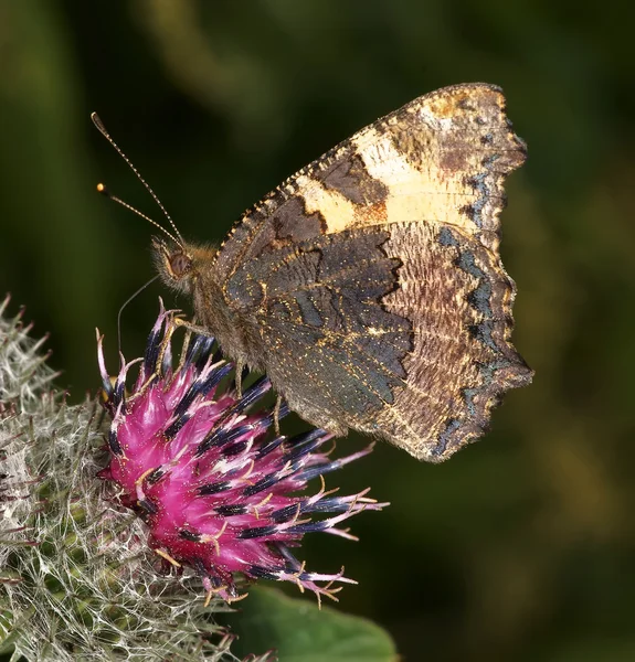 De vlinder op een bloem — Stockfoto