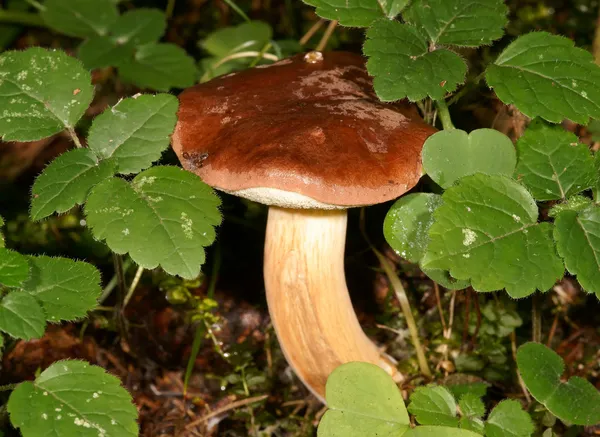 Fungos comestíveis em madeira — Fotografia de Stock