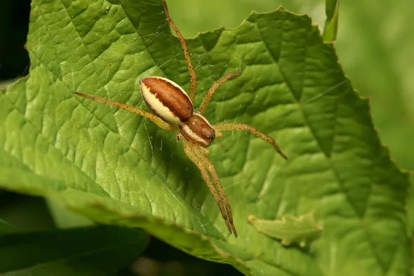 stock image Spider