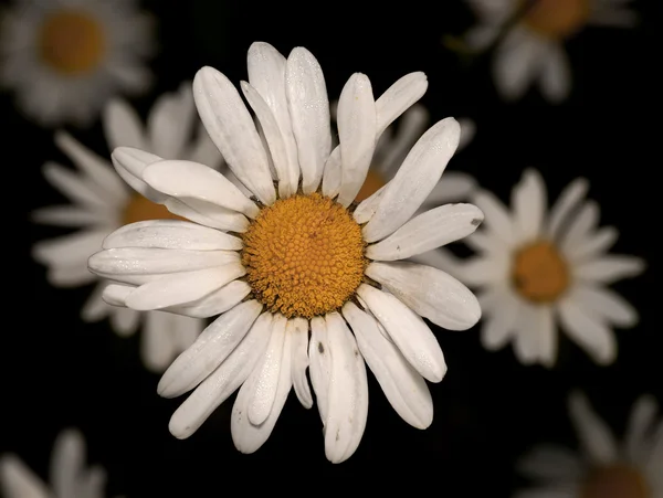 stock image Camomiles on a black background