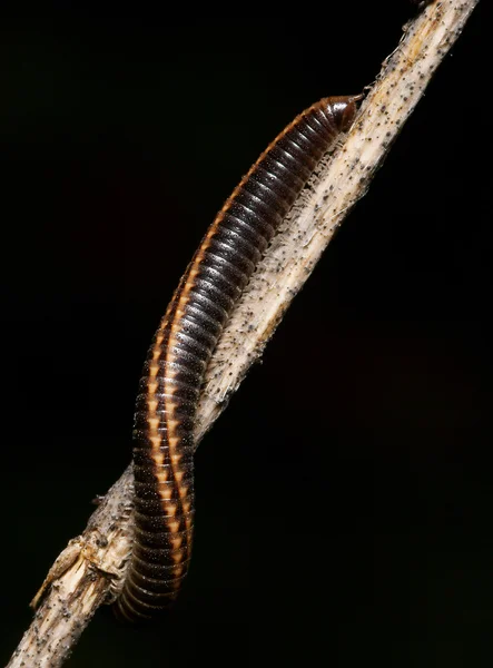 Multileg on a dry branch. — Stock Photo, Image