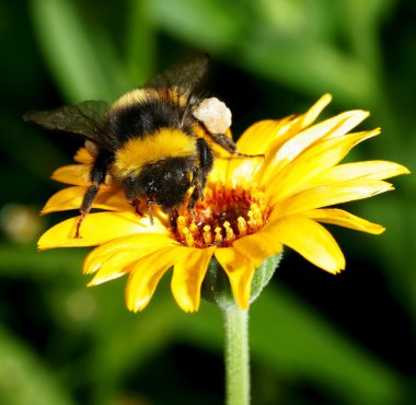 Bumblebee on a flower clipart