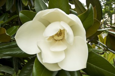 A white bud on a magnolia tree clipart