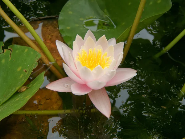 stock image Pink lotus in the morning