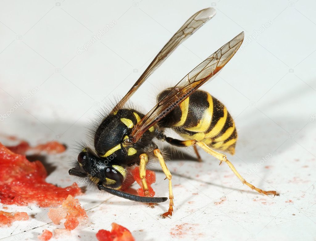 The wasp eats water-melon slices