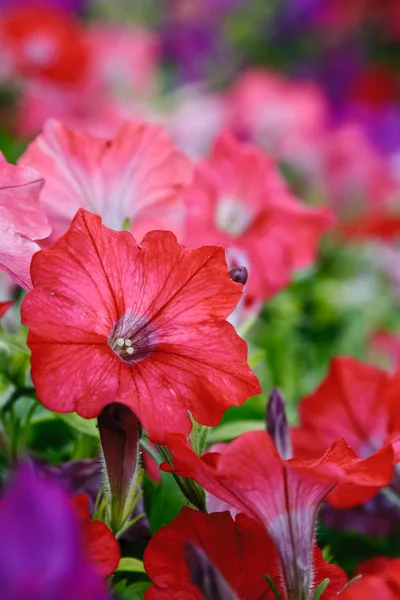 Flori de fundal vertical. Petunias — Fotografie, imagine de stoc