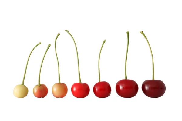 Cherry Ripening Succession — Stock Photo, Image