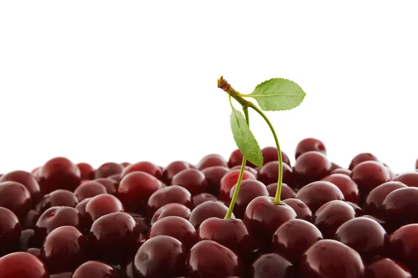 Red-ripe cherry — Stock Photo, Image