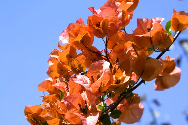 stock image Orange flowers