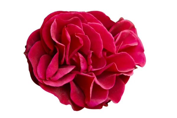 Stock image Red rose