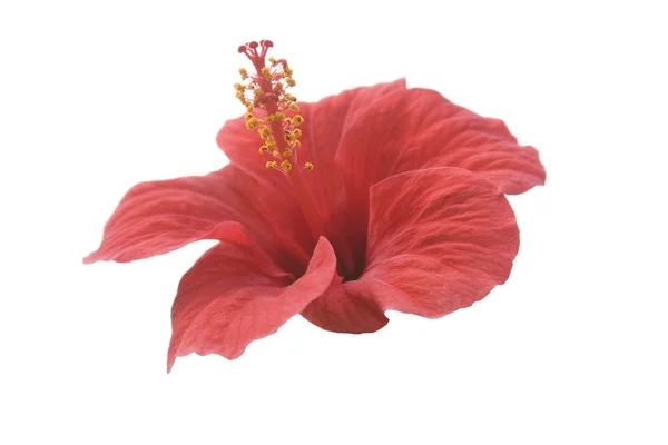 Stock image Red hibiscus