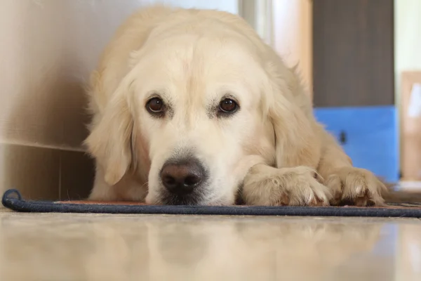 stock image Golden retriever