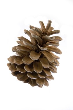 Strobilus