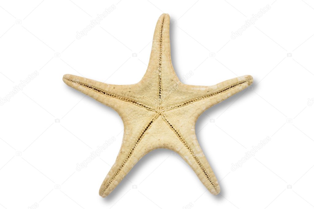 Starfish back — Stock Photo © esterio #3048222