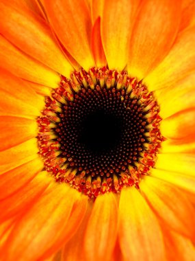 Gerbera